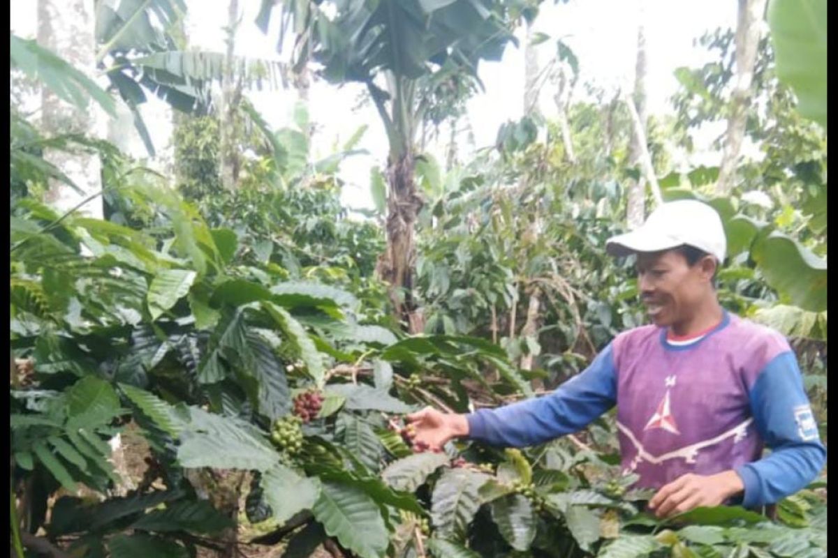 Harga biji kopi di Tanggamus Lampung naik