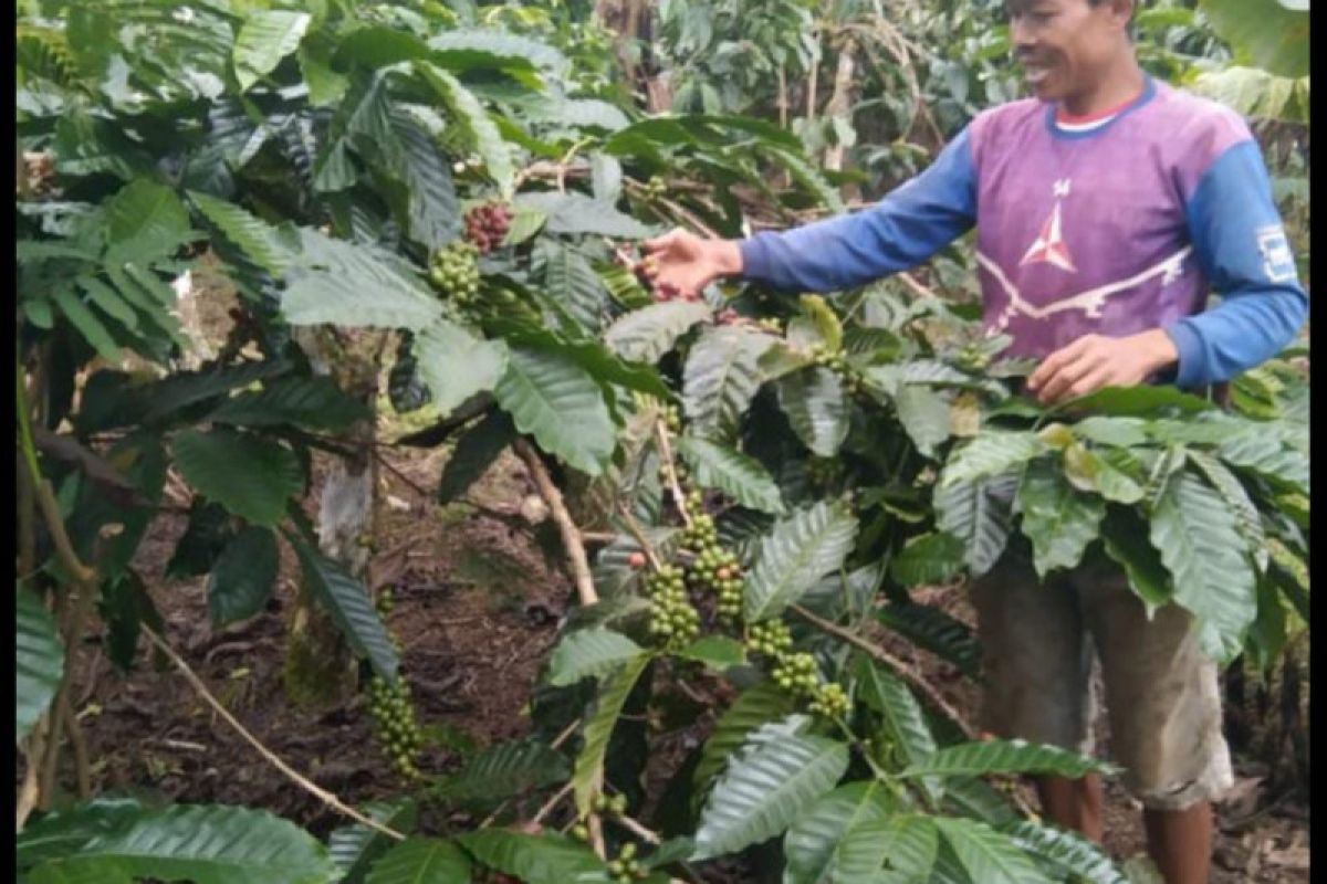 Harga biji kopi robusta di Kabupaten Tanggamus Lampung naik