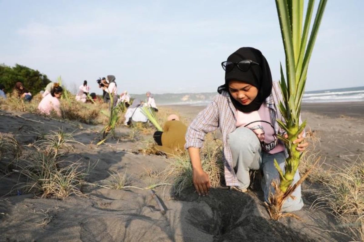 Perempuan milenial pendukung Ganjar tanam pandan laut dan bersih-bersih pantai di Bantul