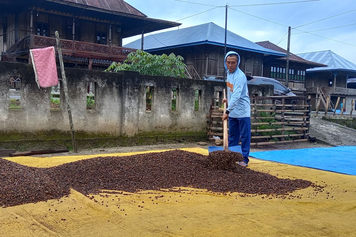 Panen raya kopi di Tanggamus Lampung hanya 700 kg per hektare