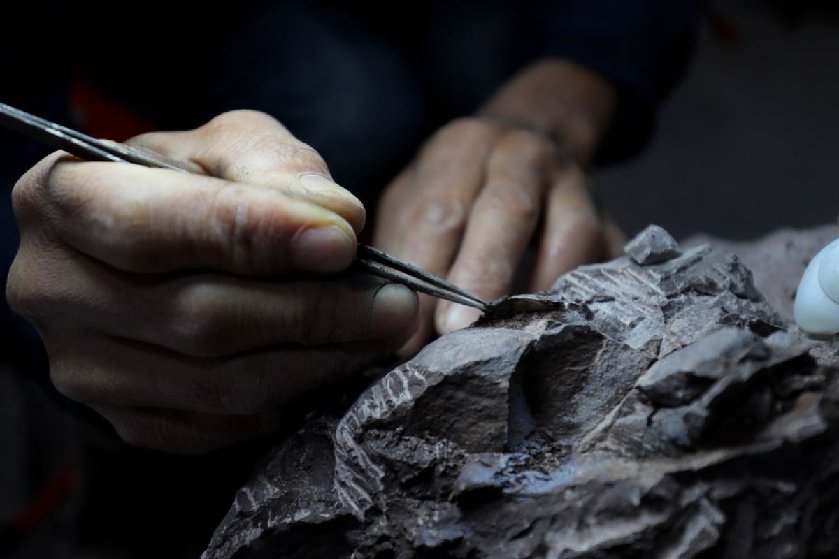 Fosil telur dinosaurus ditemukan di Fujian, China timur