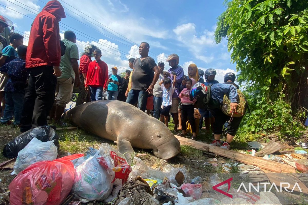 Bangkai duyung ditemukan warga terdampar di pesisir Ambon