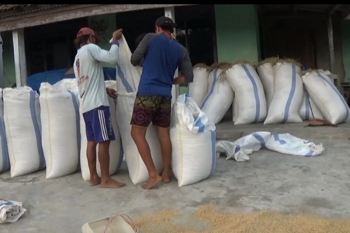 Pengusaha penggilingan padi di Lampung Selatan keluhkan harga gabah tinggi