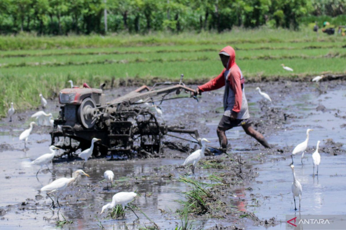 Ensuring food stocks for the nation