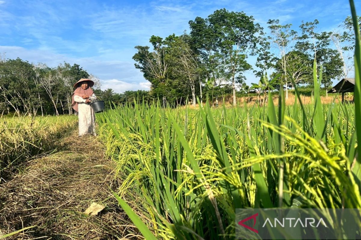 Petani Tanah Bumbu produksi gabah 39 ribu ton per tahun