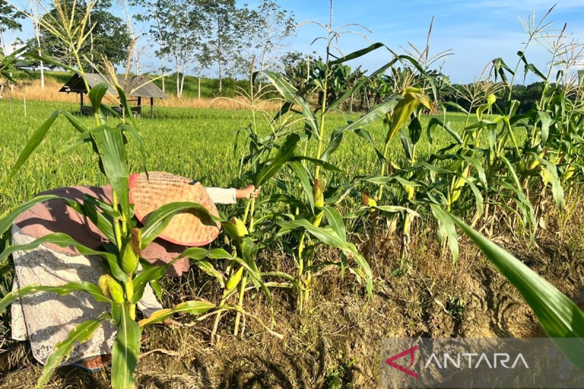 Petani Desa Bumi Asih manfaatkan pematang sawah penuhi kebutuhan dapur