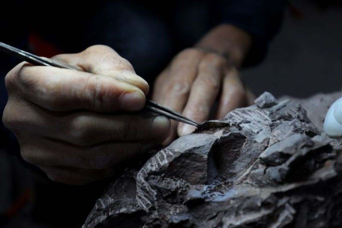 Fosil telur dinosaurus berhasil ditemukan di Fujian, China timur