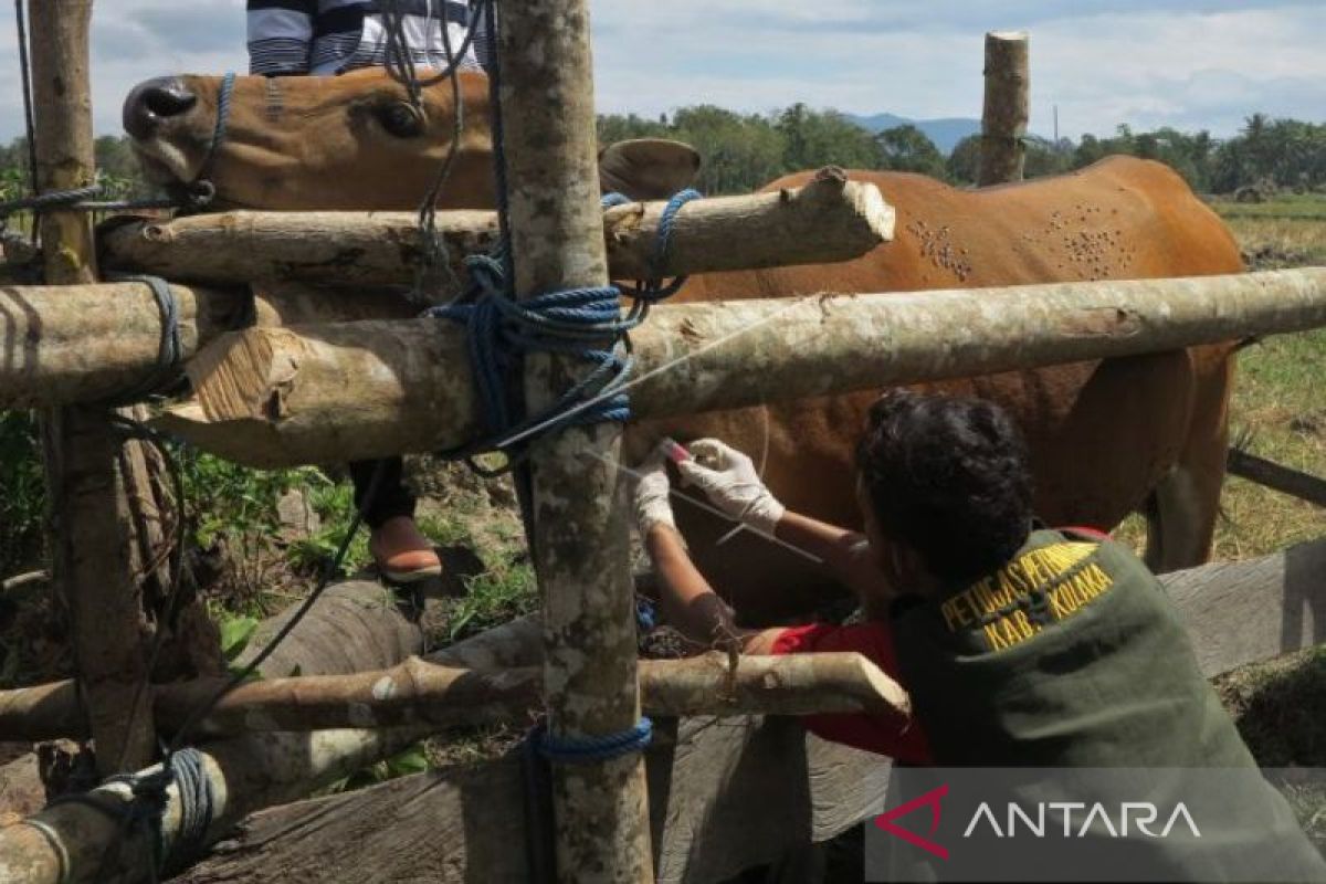 Distannak Nagan Raya turunkan tim cegah penyakit keguguran pada ternak