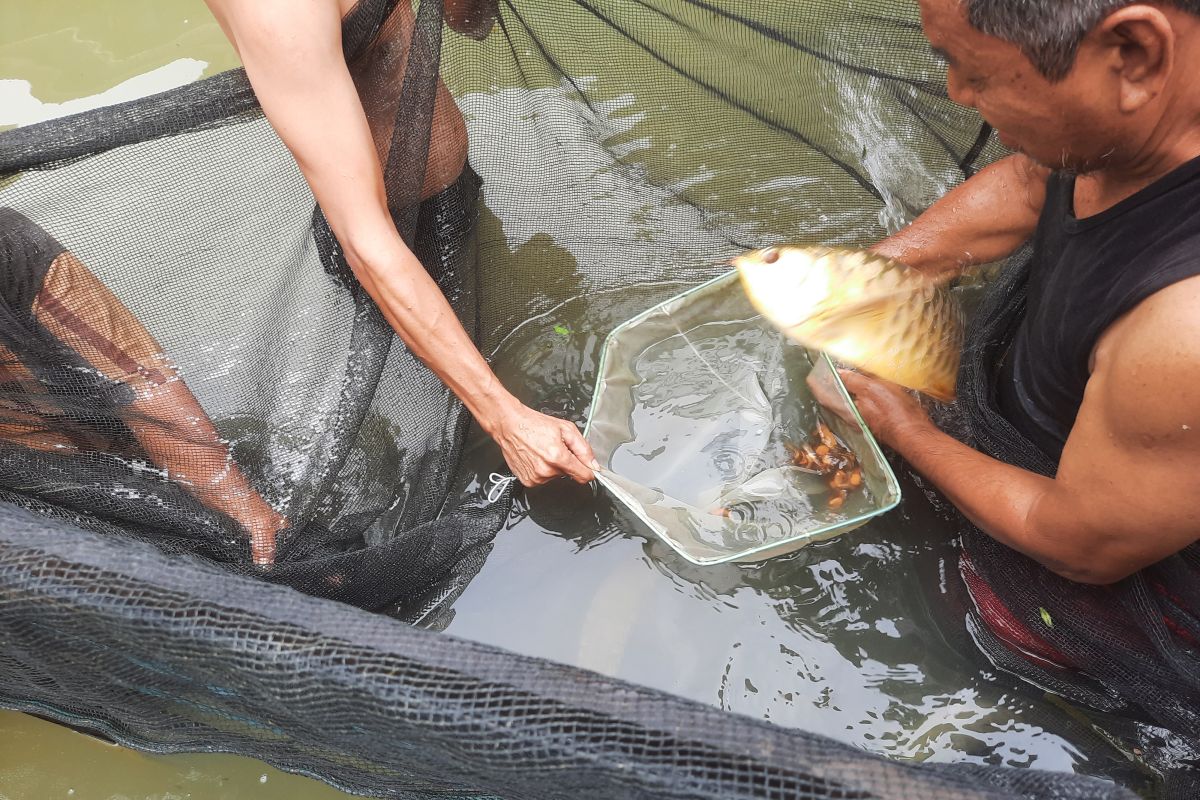 Pembudidaya ikan arawana di Jambi berhasil panen anakan 'gold'