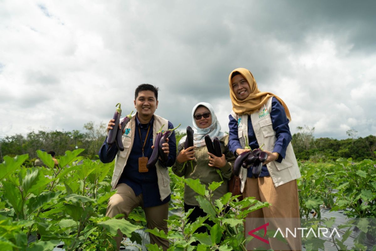 PLN bantu petani di Kalsel panen tiga kali setahun