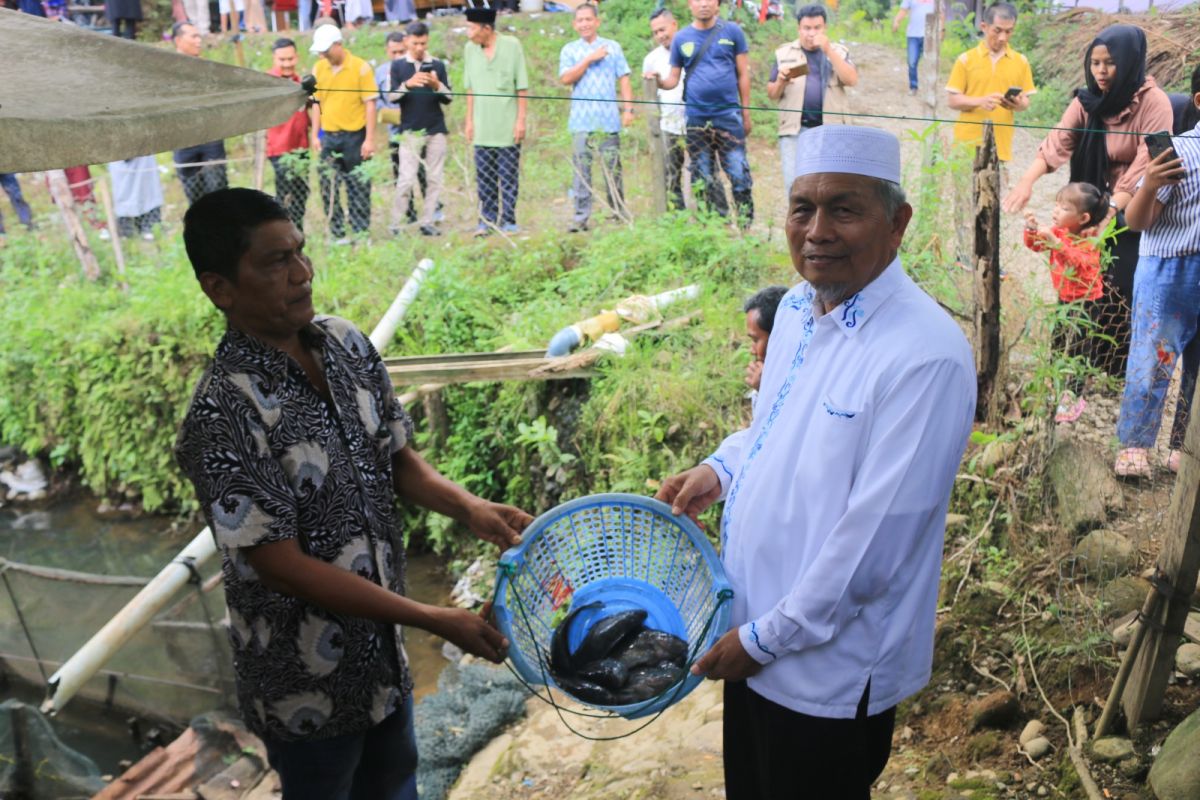 Pemkab Pasaman Barat panen ikan nila upaya menjaga ketahanan pangan