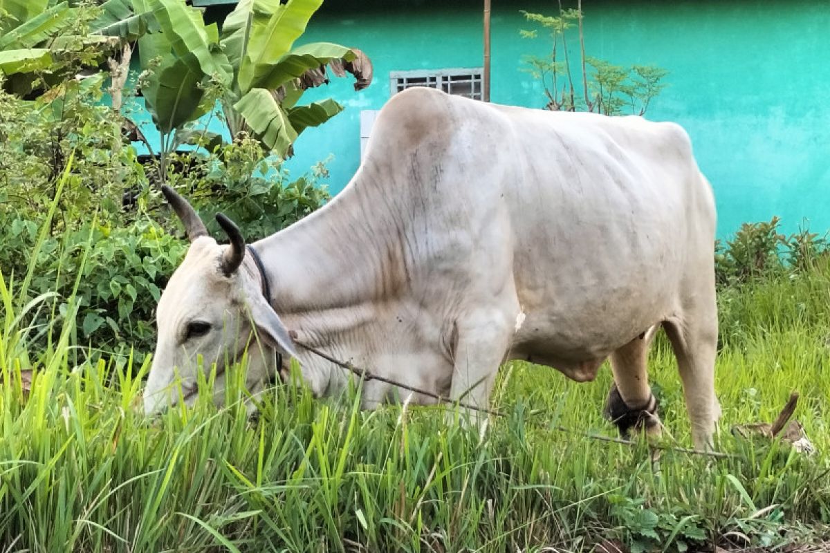 Pesisir Barat Lampung perketat pengawasan perdagangan hewan ternak