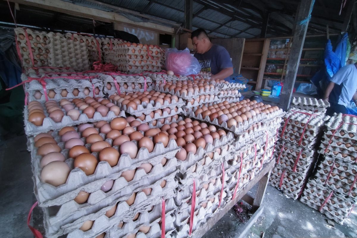 Harga telur ayam di Tanjung Selor terus melonjak