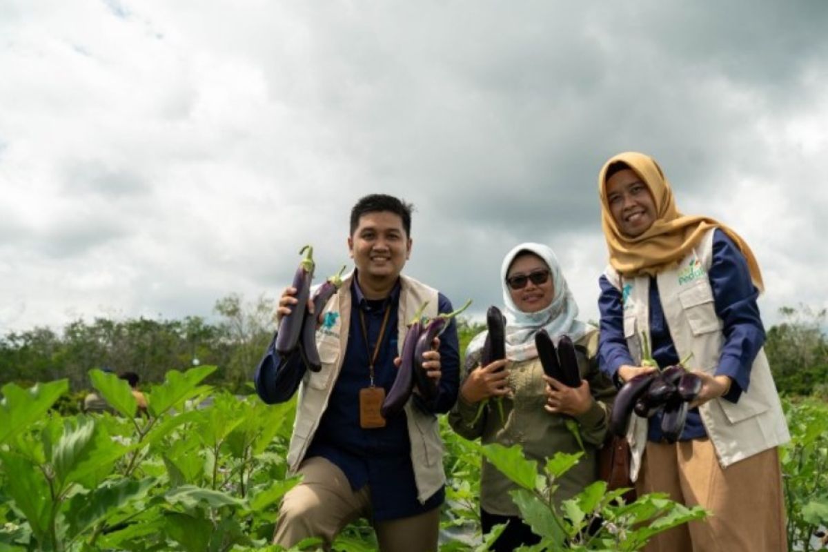 PLN Kalimantan bantu petani panen tiga kali setahun lewat fertigasi