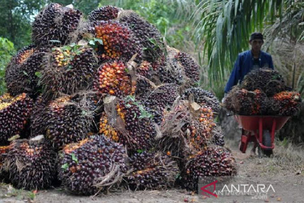 Kementan: Penggunaan biofuel di industri sawit mampu tekan emisi