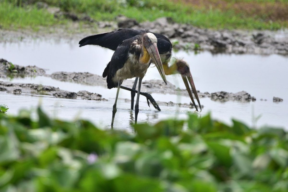 Album Asia: Menikmati indahnya Suaka Margasatwa Pobitora India