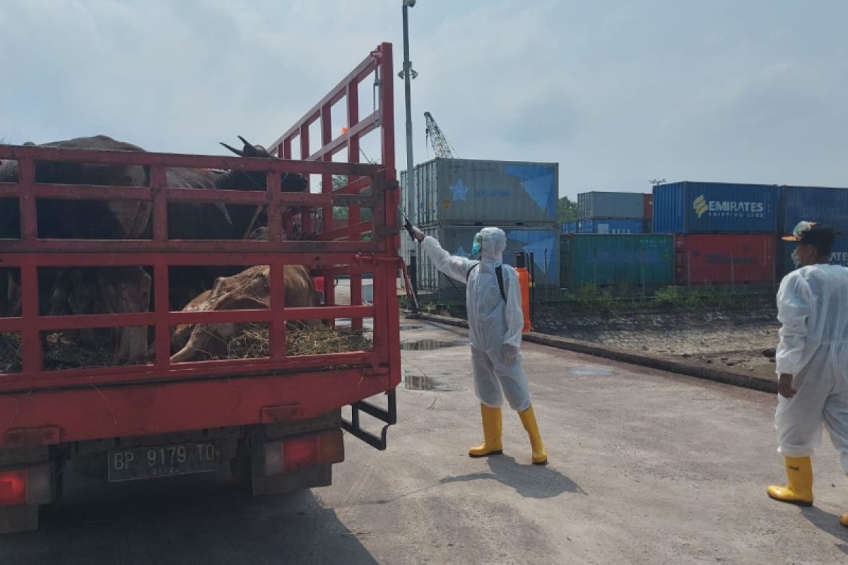 Bintan perketat syarat masuk hewan kurban dari luar daerah