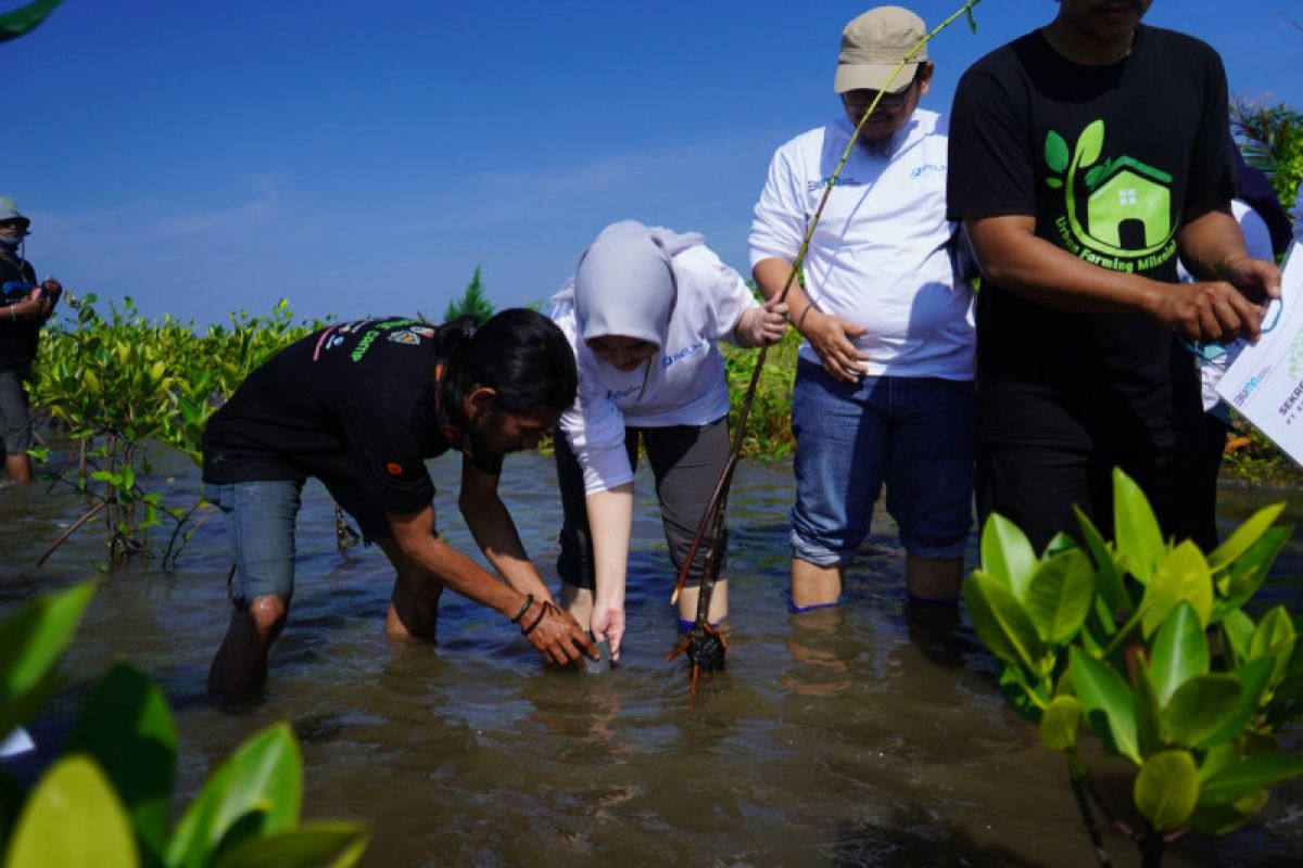 Tanaman mangrove yang ditanam Subholding Pelindo tumbuh 90 persen