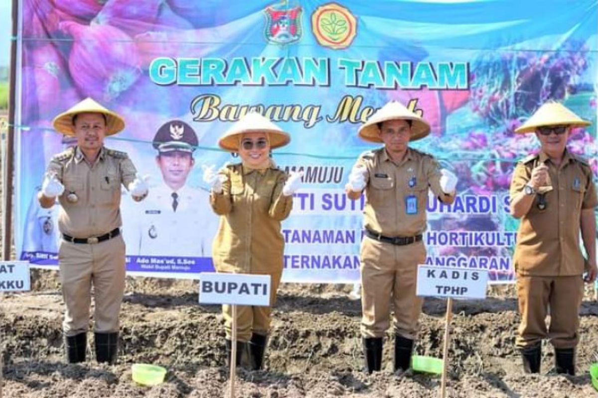 Bupati Mamuju meminta hasil pertanian hortikutura penuhi kebutuhan lokal