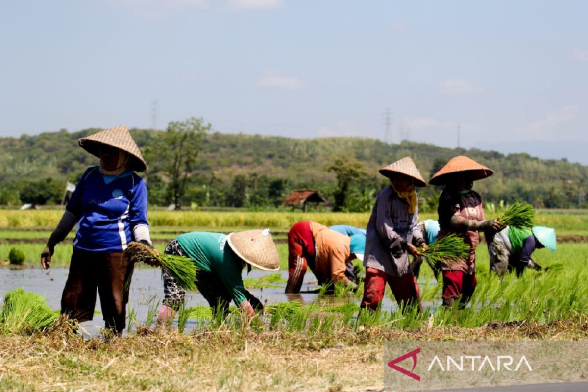 Pemkab Situbondo usulkan nama petani belum tercatat penerima pupuk subsidi