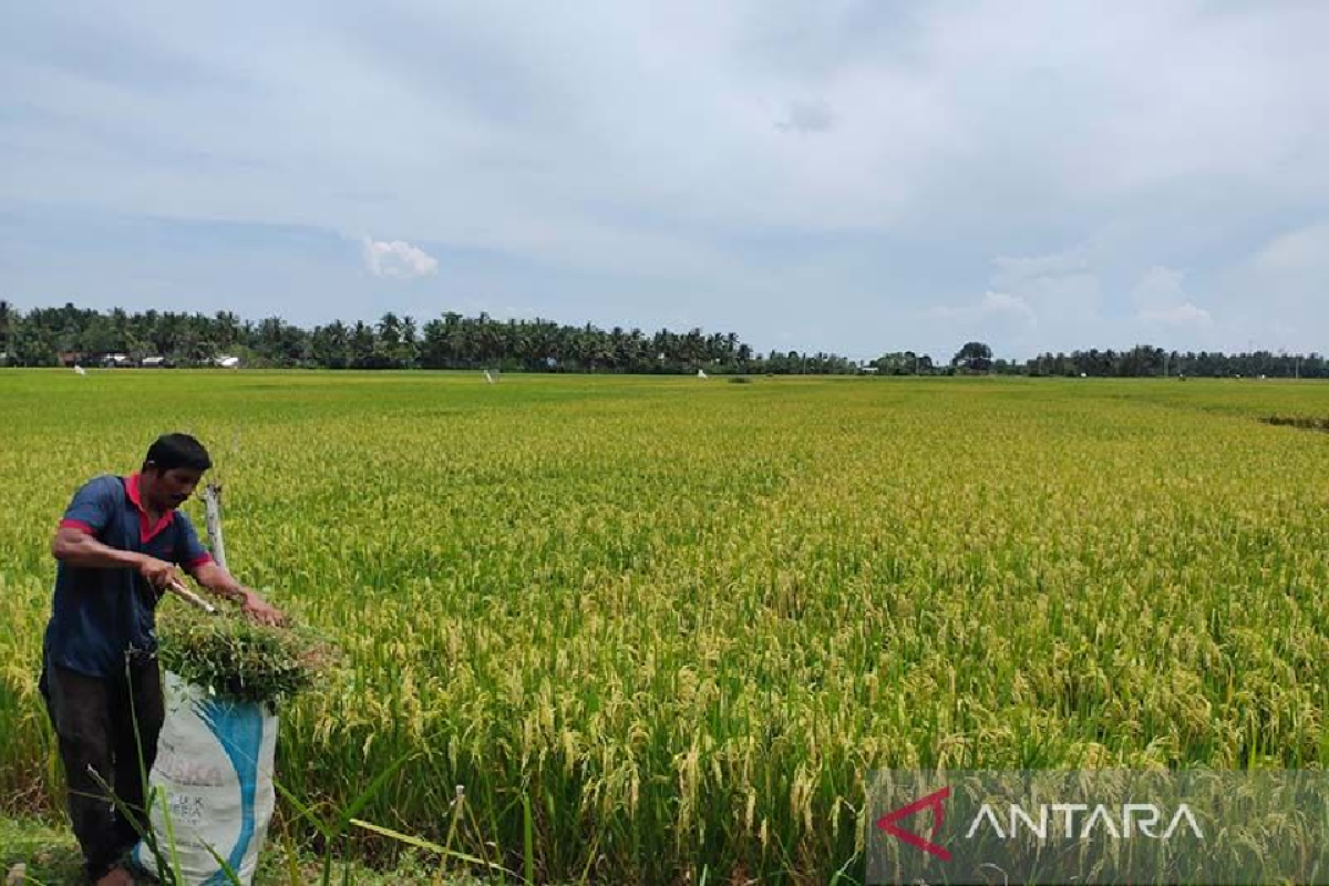 BPSIP Aceh diharapkan indentifikasi standar instrumen pertanian baru