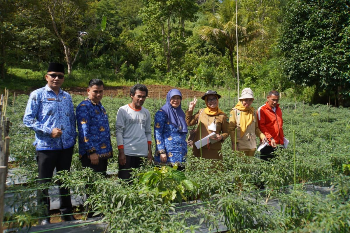 Canangkan gerakan menanam cabai serentak, Dispangtan lakukan penilaian