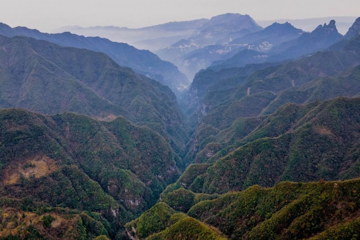 China rilis daftar keanekaragaman hayati tahunan