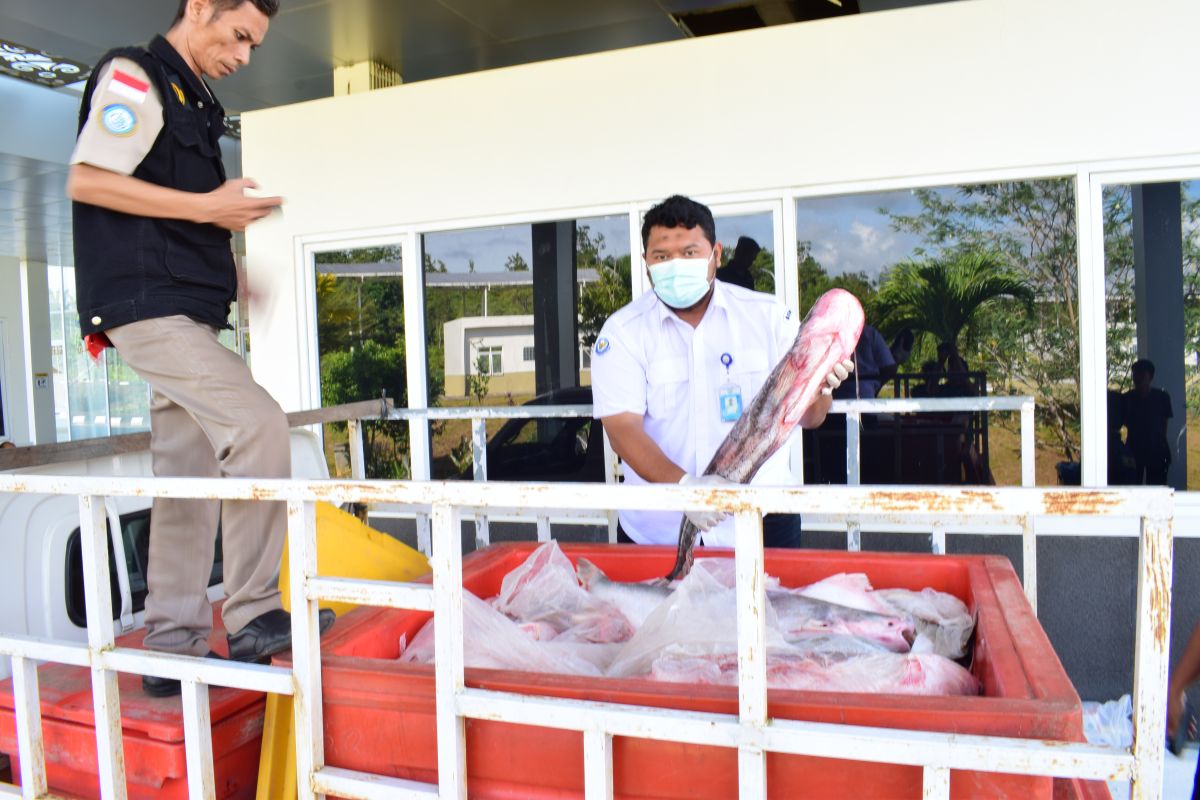 Kegiatan ekspor ikan di PLBN Badau mulai menggeliat