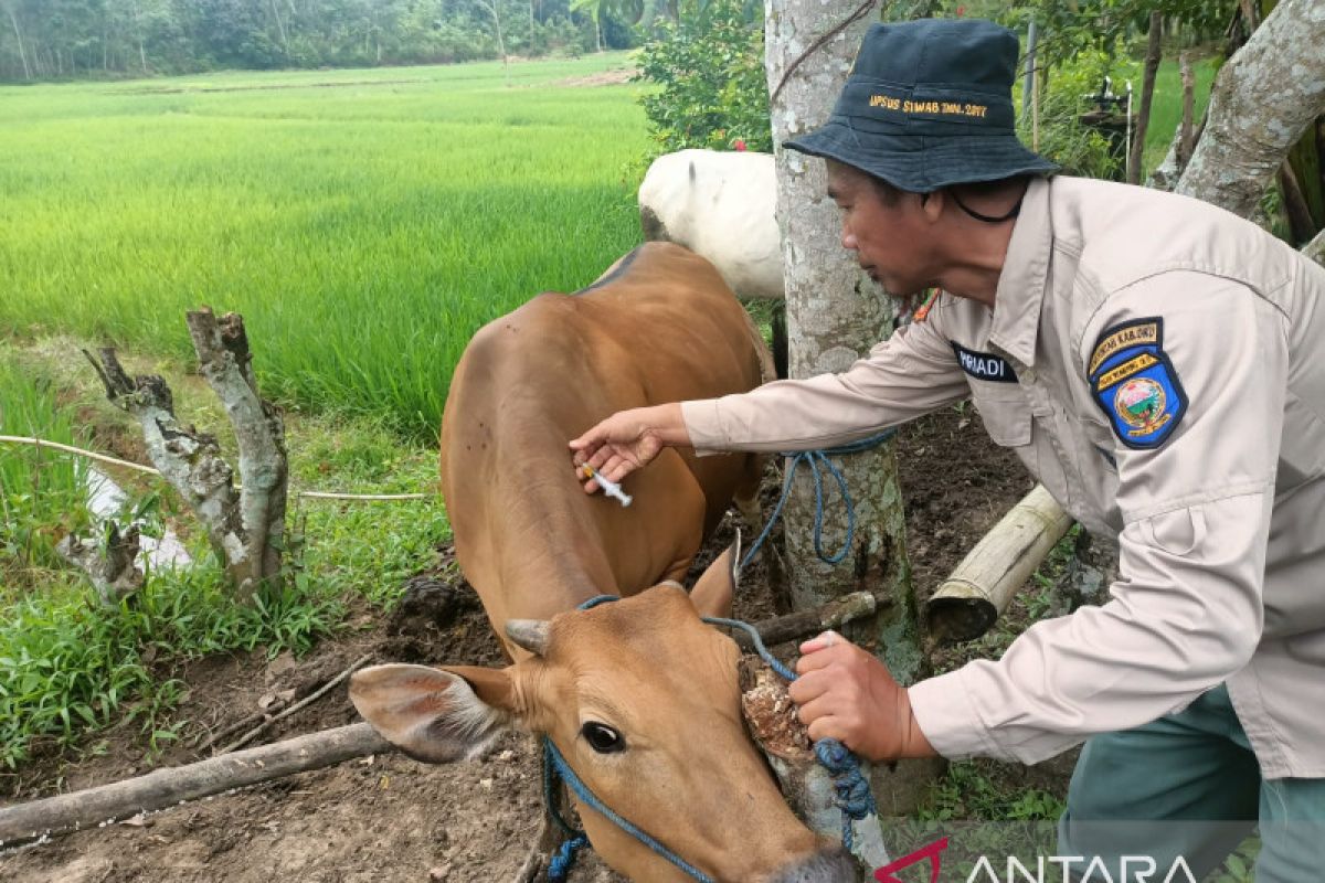 500 ekor ternak di OKU Sumsel jadi target vaksinasi PMK dosis ketiga