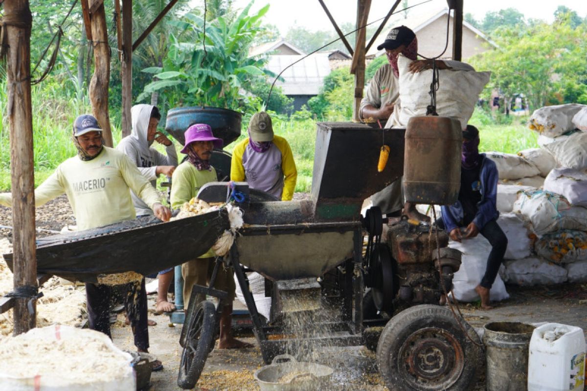 Harga jagung pipilan di Lampung Selatan Rp3.800 per kg