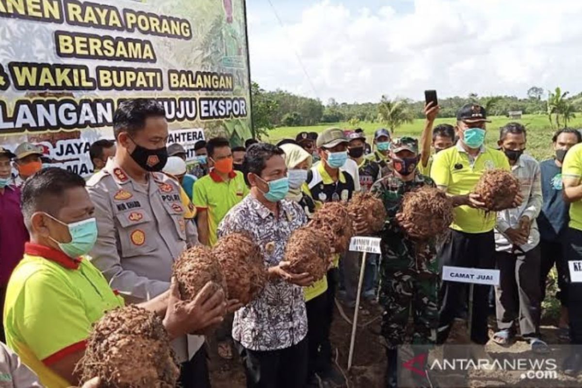 Pemkab Balangan carikan solusi anjloknya harga umbi porang