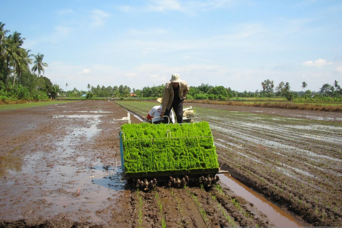 Dinas TPH Kalbar lakukan memitigasi dampak El Nino terhadap pertanian