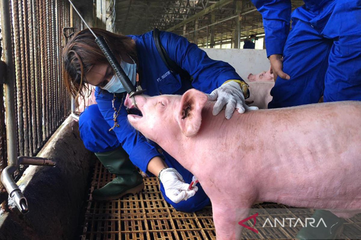 Pemprov Jawa Barat turunkan tim cegah kasus flu babi Afrika