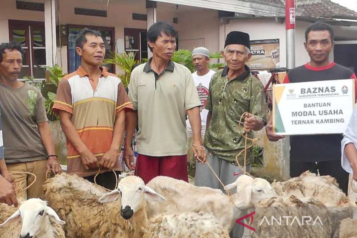 Baznas Temanggung salurkan bantuan puluhan domba