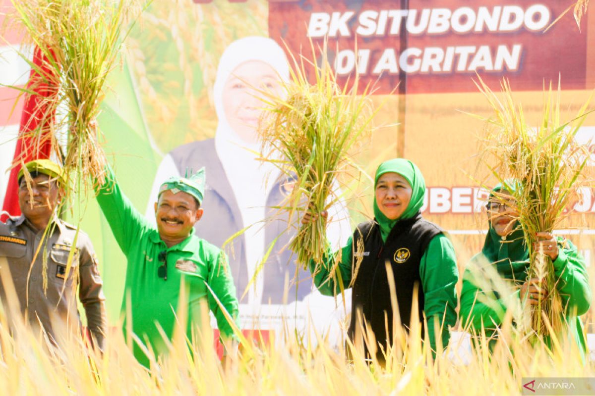 Gubernur Jatim dan Bupati Situbondo panen perdana padi BK 01 dan 02