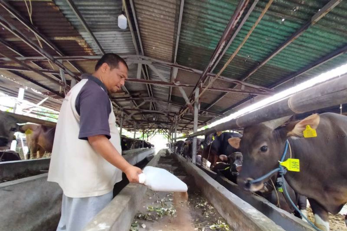 Pedagang hewan kurban jenis sapi di Depok gunakan barcode