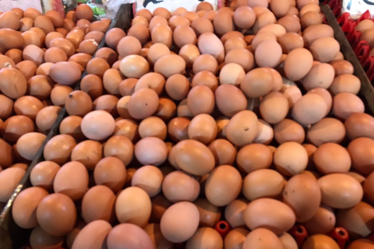 Harga telur dan daging ayam ras di Pontianak stabil