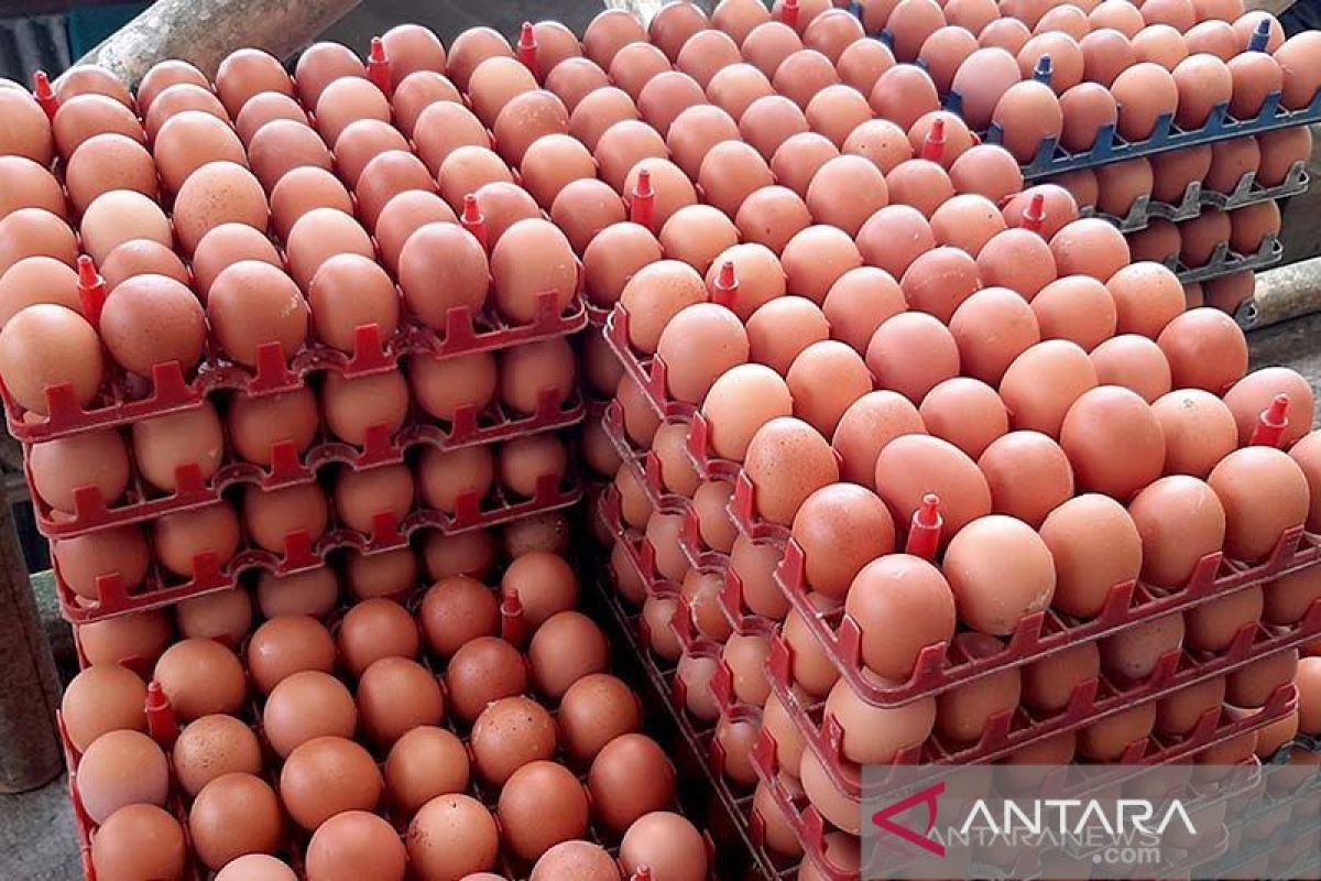 Pemprov Babel tambah pasokan 29 ton telur ayam ras