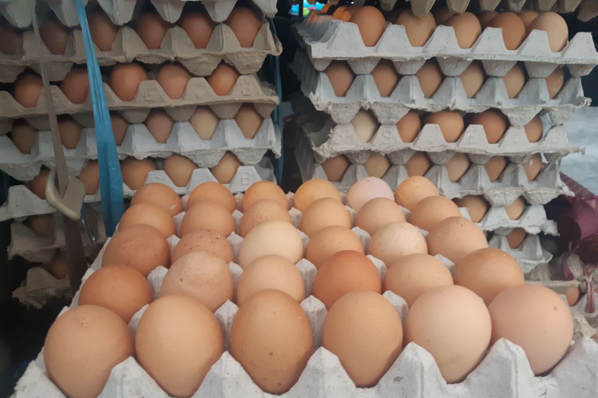 Pemkot Jayapura sebut harga telur ayam lokal di Pasar Youtefa tetap stabil