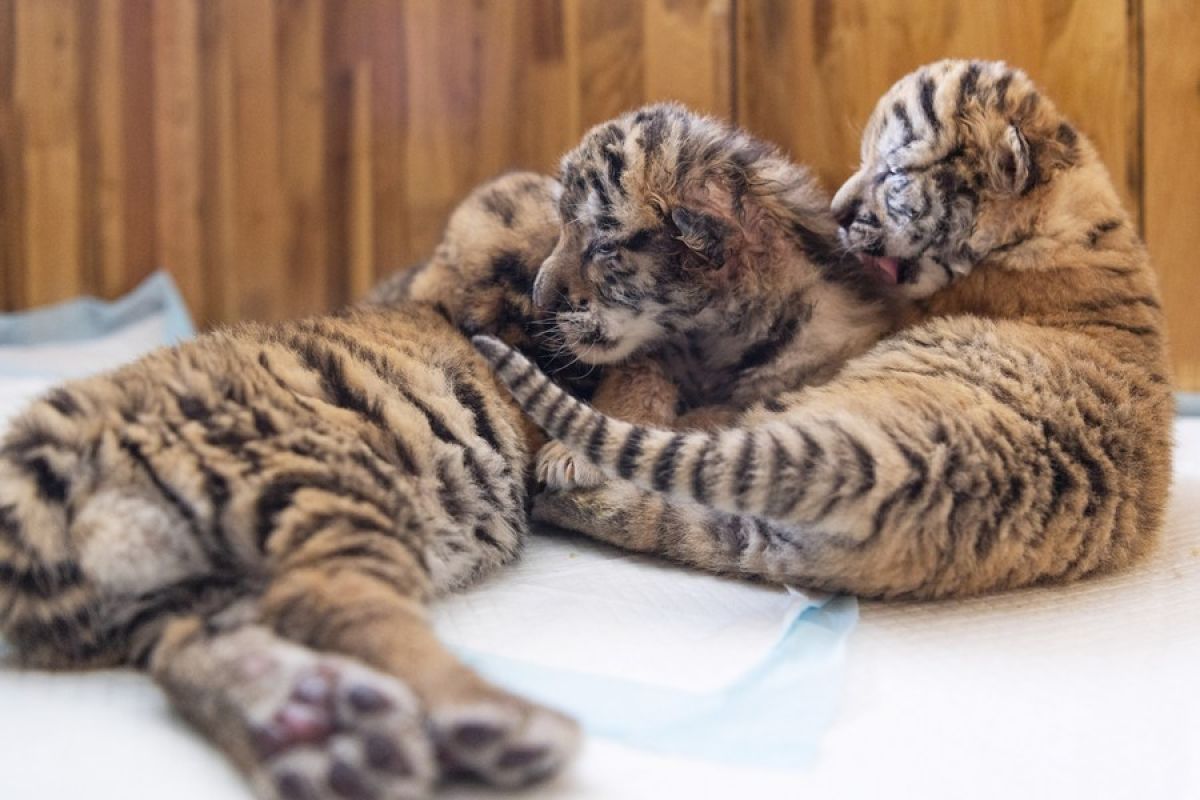 Bayi harimau Siberia lahir di penangkaran China timur laut tahun ini