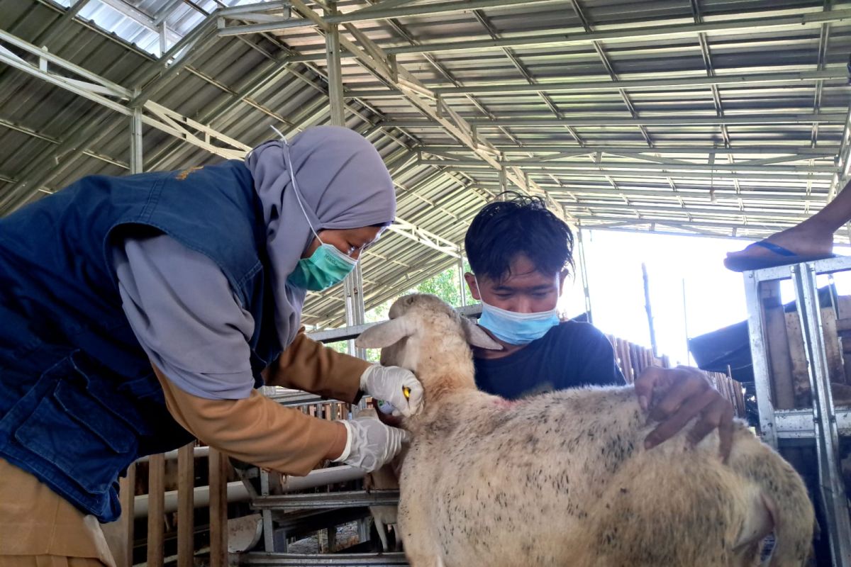 Jelang Idul Adha, Dompet Dhuafa Lampung vaksinasi hewan kurban