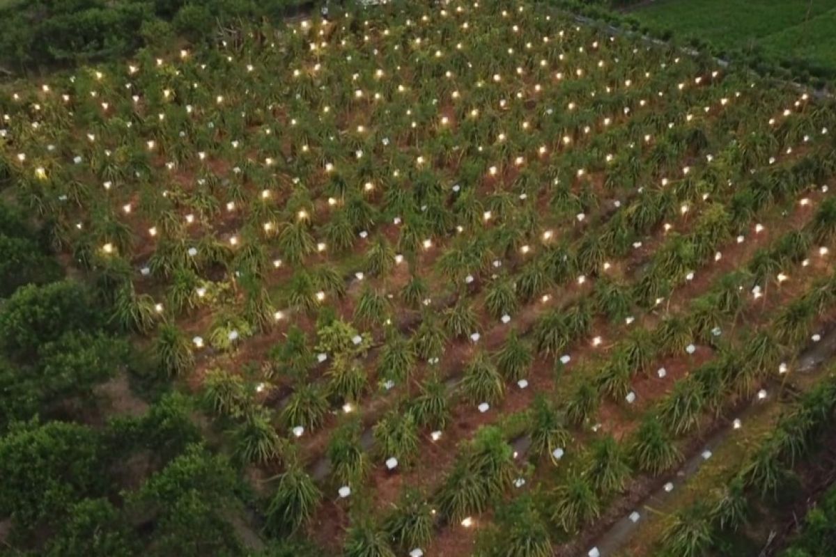 PLN Jatim bangun fasilitas "green house" kembangkan pertanian buah naga