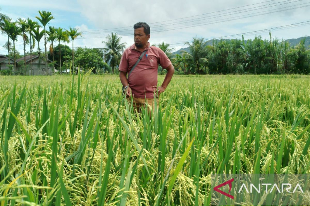 Distanpan Abdya perkenal galur padi Sigupai Milenium ke petani