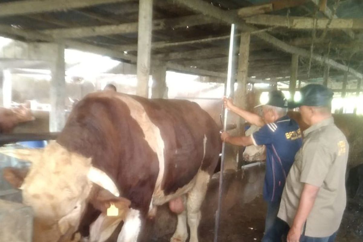 Tiga sapi asal Agam diusulkan jadi hewan kurban Presiden Jokowi