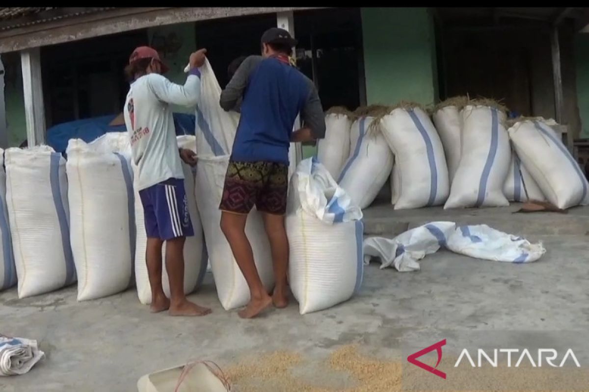 Harga gabah di Pesisir Barat Lampung tembus Rp5.700/kg
