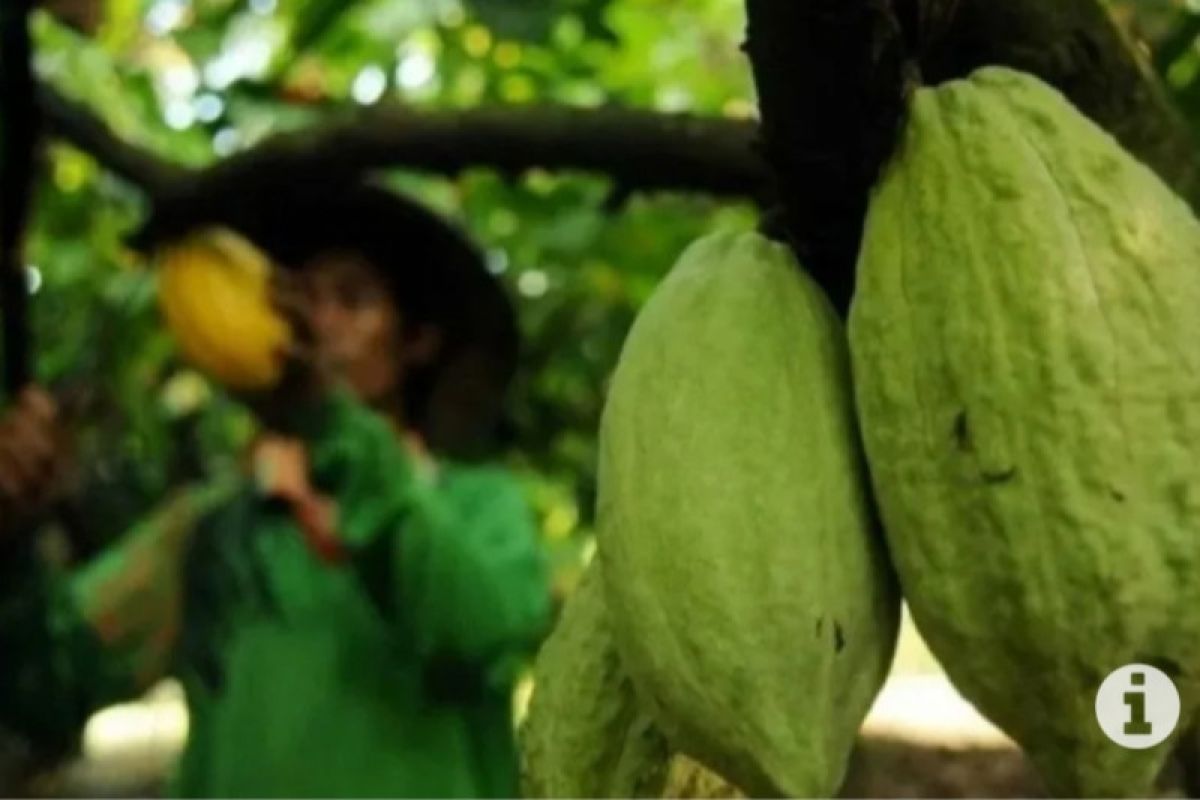 Pemkab Pesisir Barat sebut harga kakao capai Rp27 ribu per kg