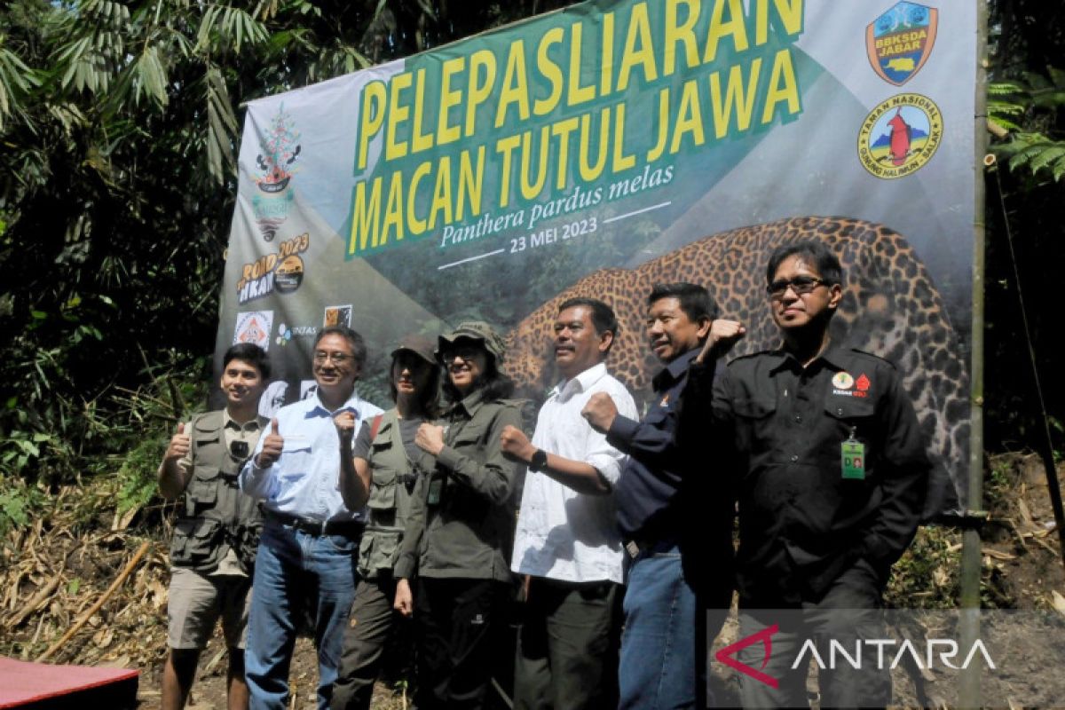 SEGS bangga area PLTP Salak jadi lokasi pelepasliaran macan tutul