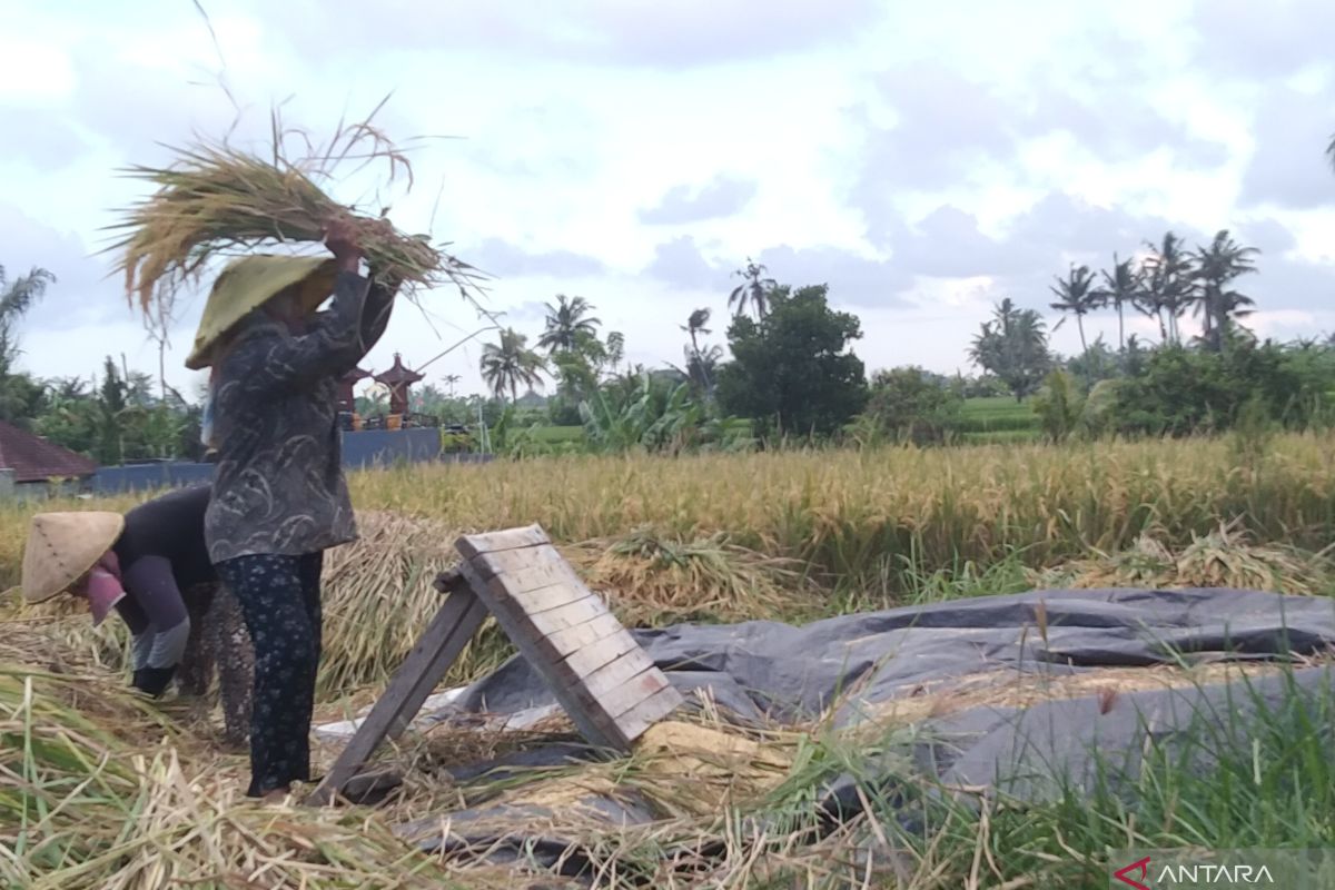 Koster tegaskan Bali surplus beras jadi tak butuh impor