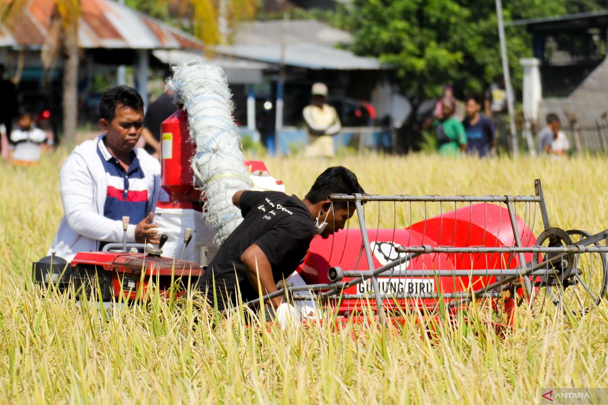 Pemkab Situbondo alokasikan Rp300 juta pengadaan benih padi BK 01/02