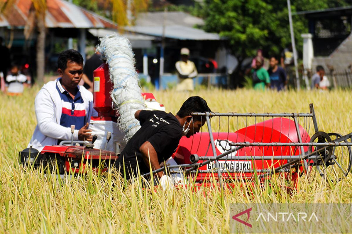 Pemkab Situbondo alokasikan Rp300 juta pengadaan benih padi BK 01/02